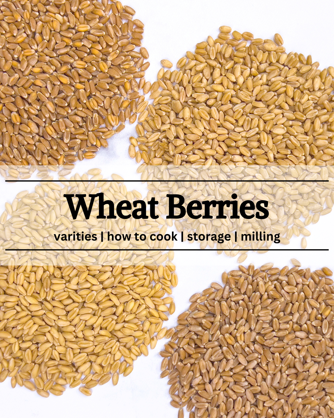 wheat berries hard red hard white soft