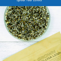Black Lentils Sprout