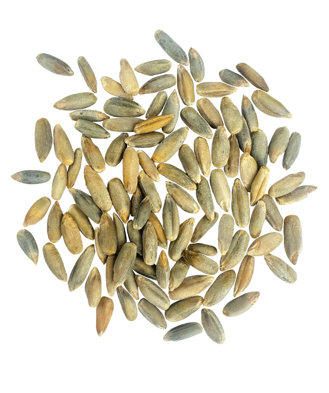 Rye Berries Locally Grown