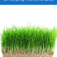 Hard Red Spring Wheat Berries | 36 LBS (18 LB x 2) | Certified Glyphosate Residue Free - Value Pack