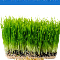 How to Sprout Red Winter Wheat Berries