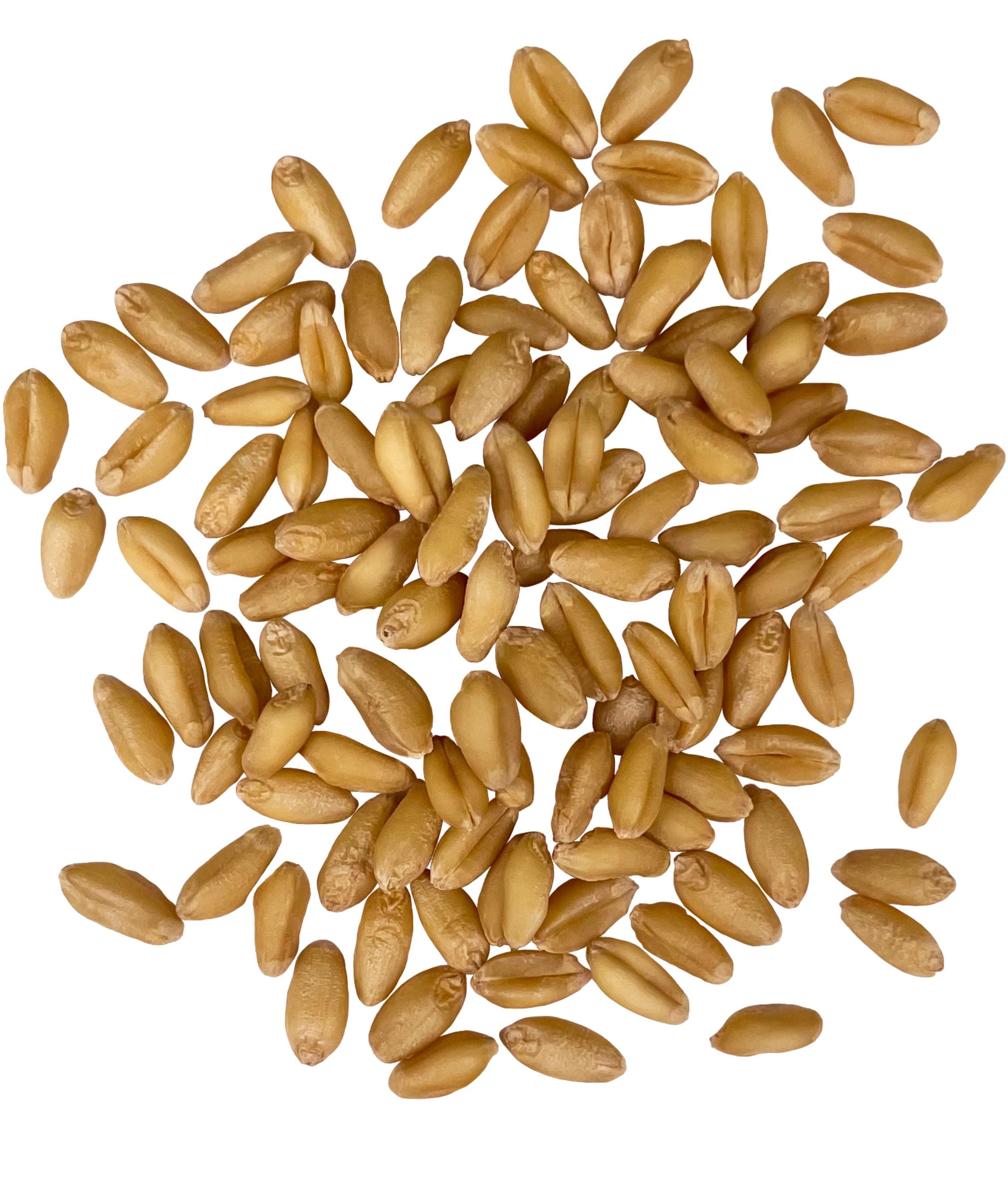 Soft white wheat berries
