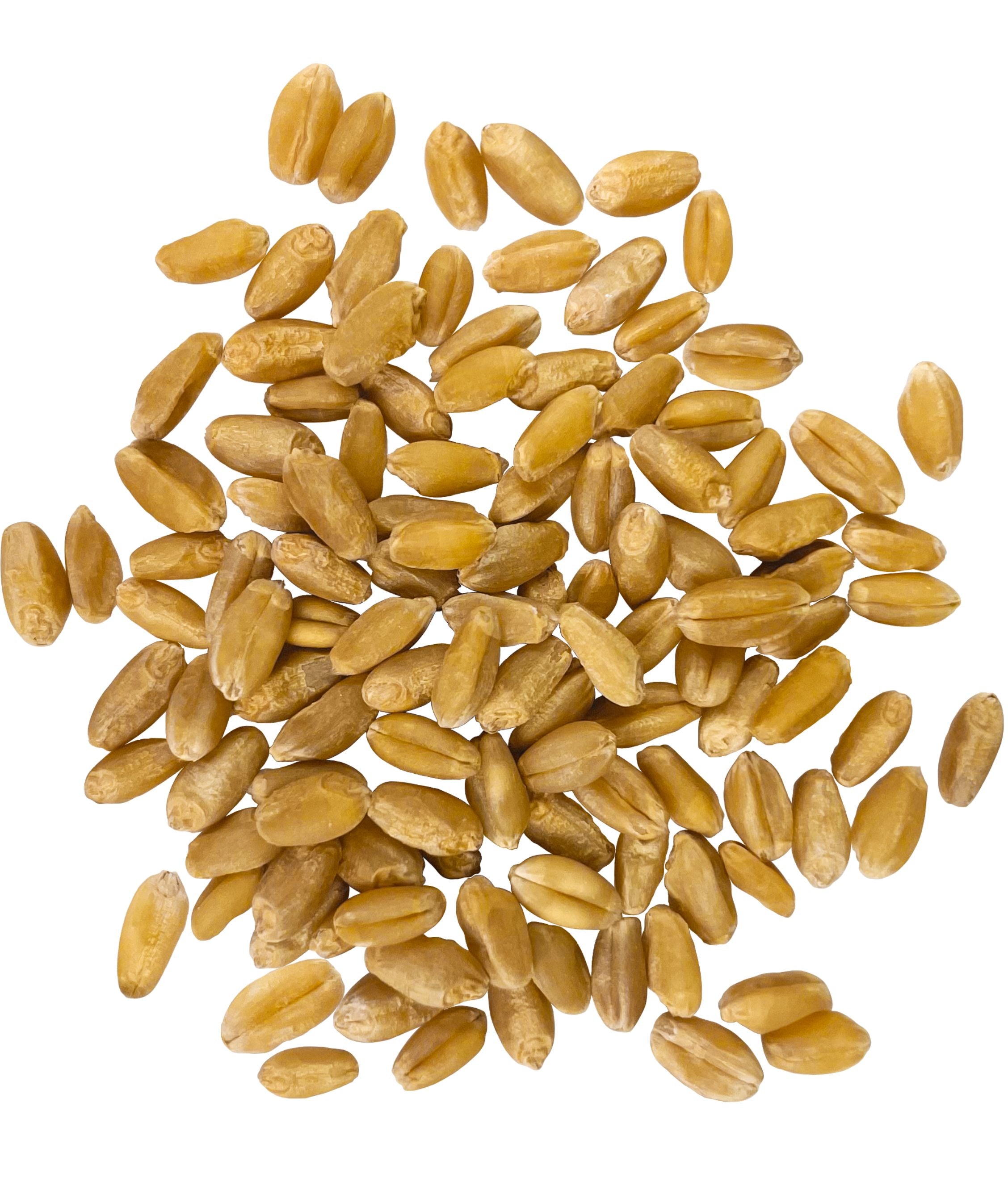 Hard white wheat berries