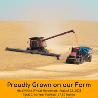 hard white wheat 2025 field trace