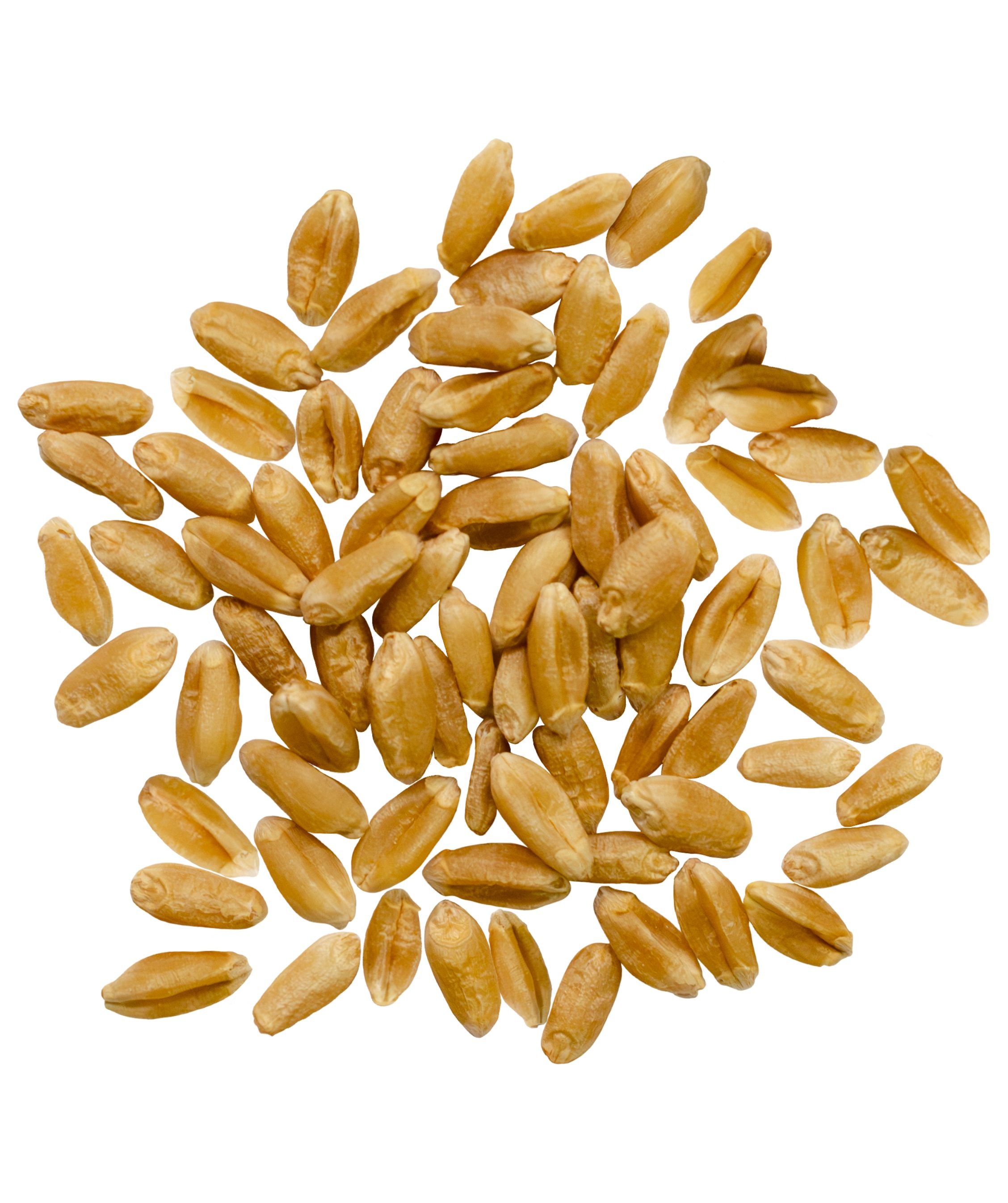 red spring wheat berries on white background