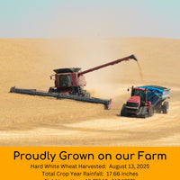 hard white wheat 2025 field trace