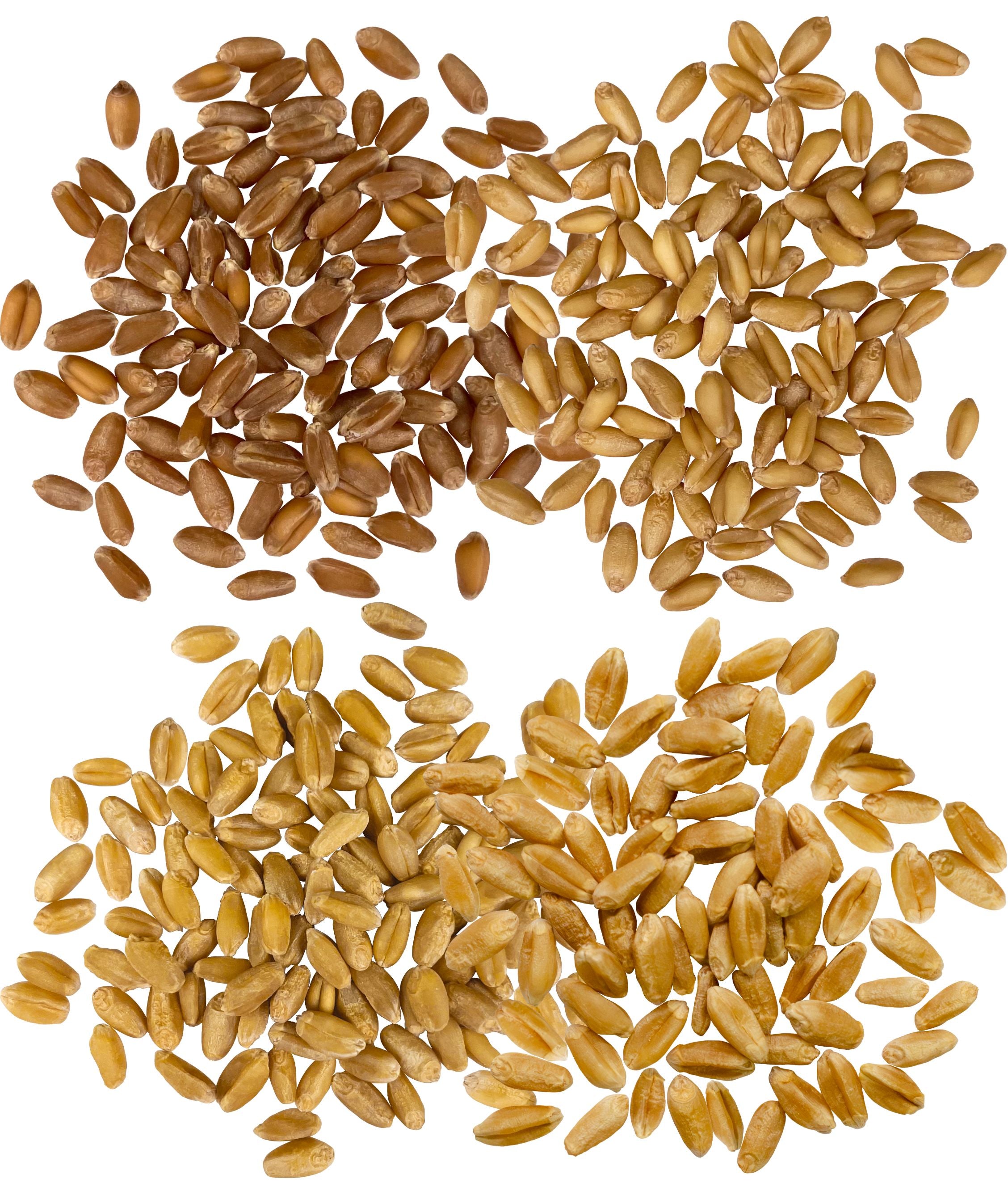 wheat berries varieties