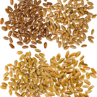 wheat berries varieties