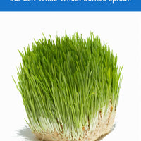 Soft White Wheat Berries Sprout