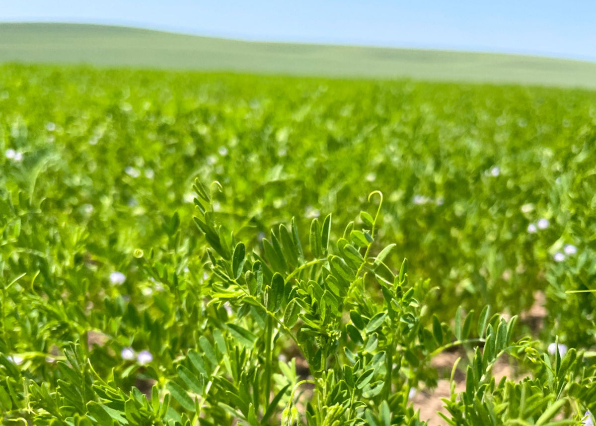 Brown Lentils 2025 Field Trace