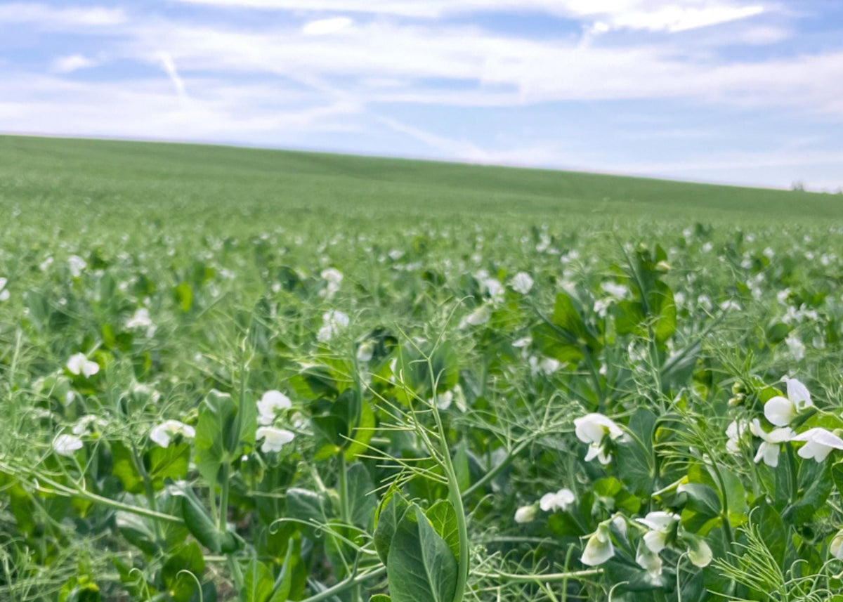 Green Split Peas 2025 Field Trace