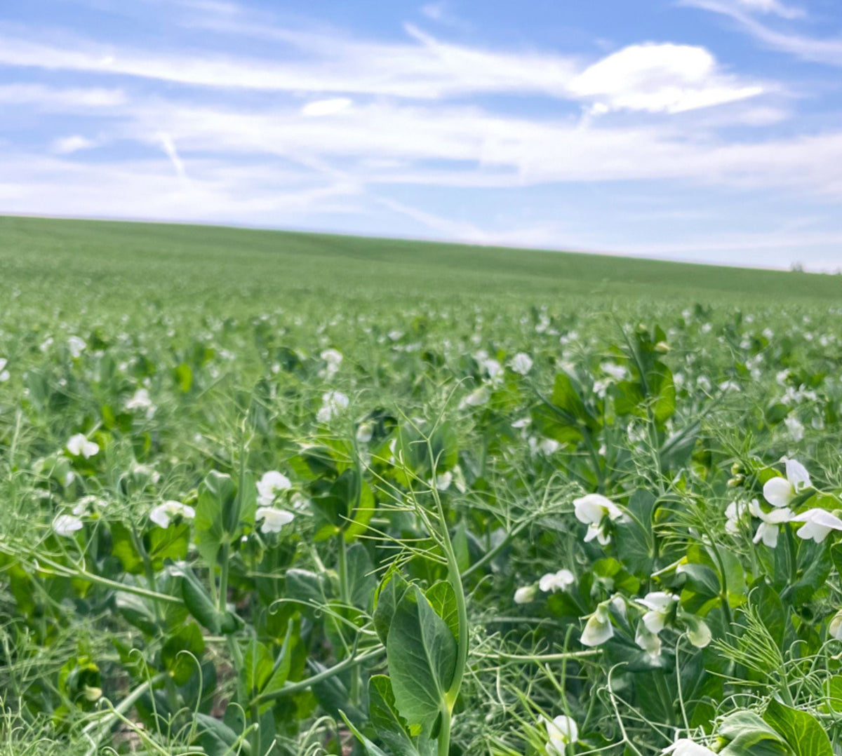 Green Split Peas 2025 Field Trace