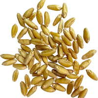 Dry Durum Wheat Berries