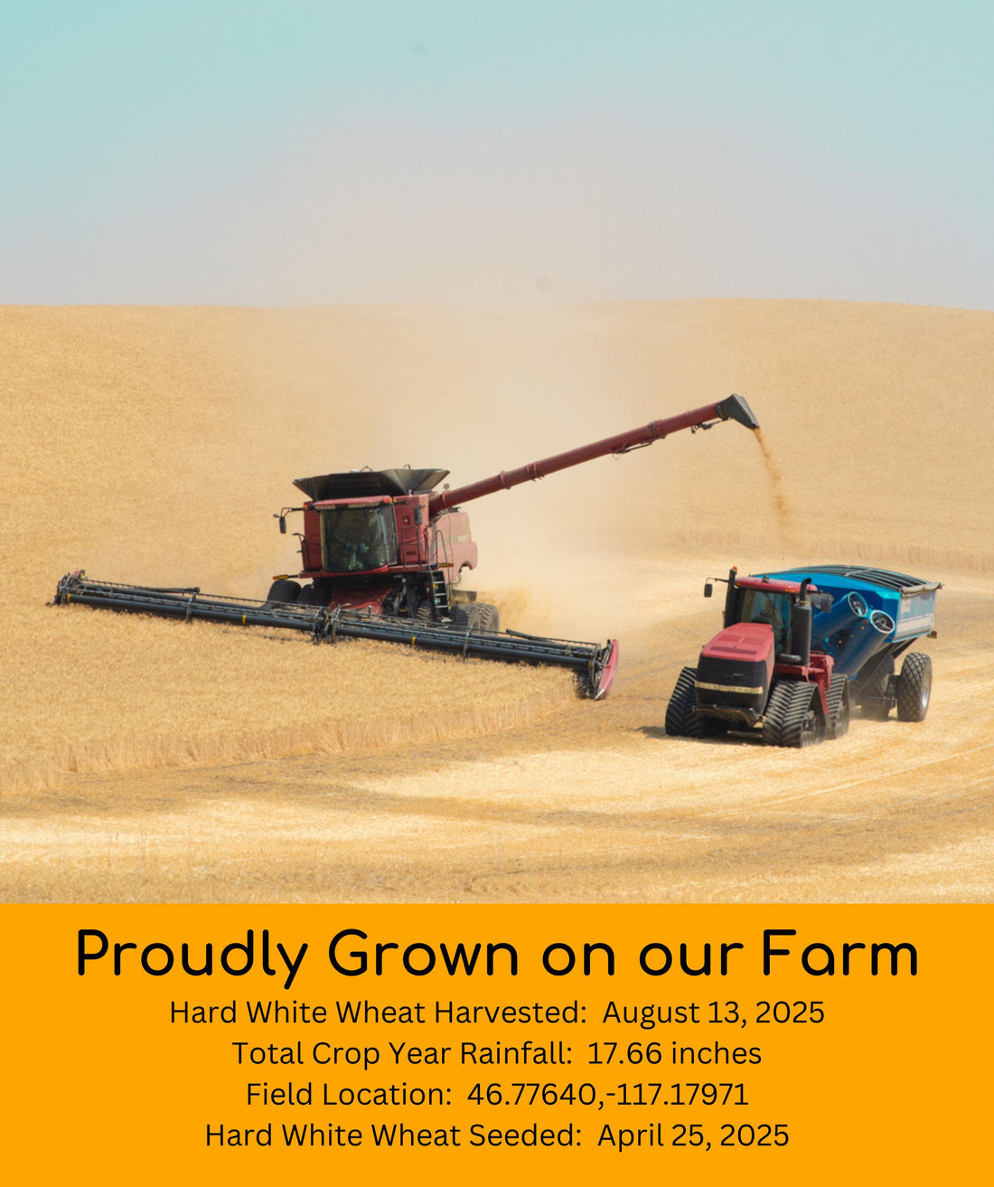 Hard White Wheat Berries 2025 Field Trace