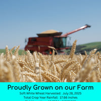 2025 soft white wheat berries field trace