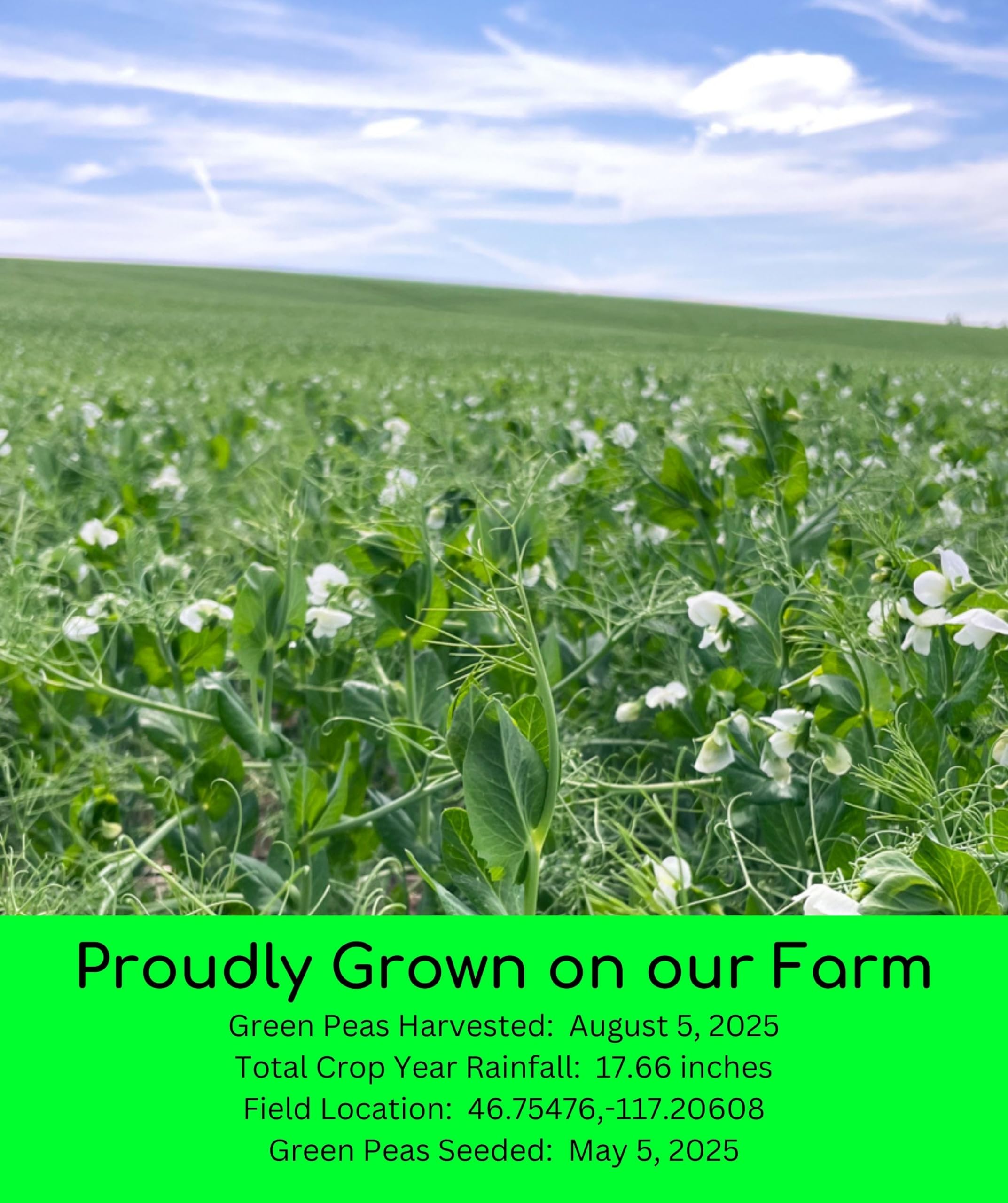 green split peas 2025