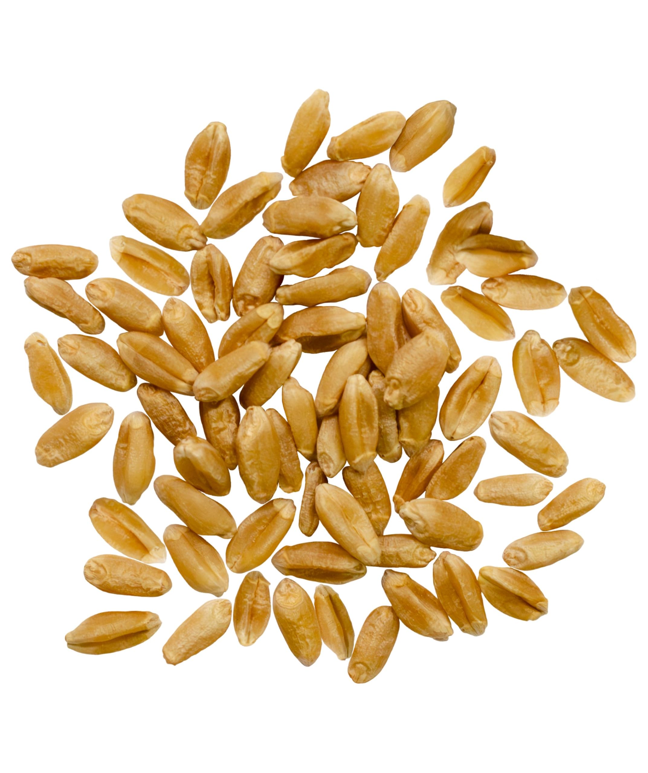 Hard Red Spring Wheat Berries - Value Pack - 10 lb