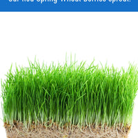 Hard Red Spring Wheat Berries | 10 lb (2 × 5 lb) | Certified Glyphosate Residue Free - Value Pack