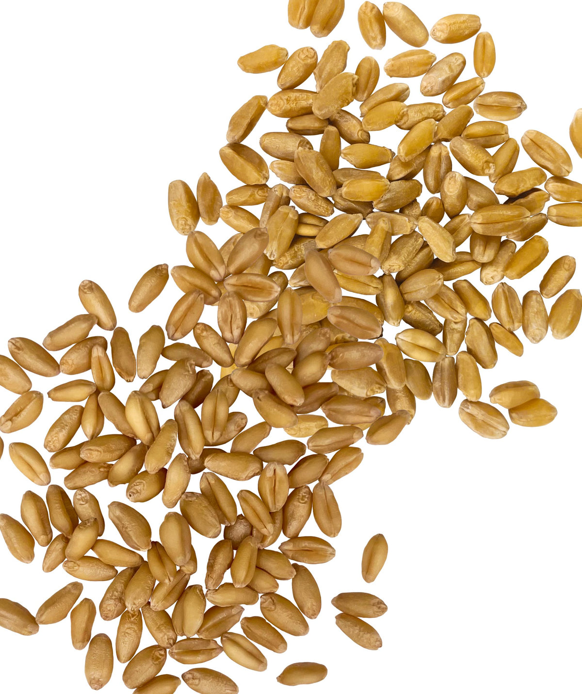 White Wheat Berries Bulk