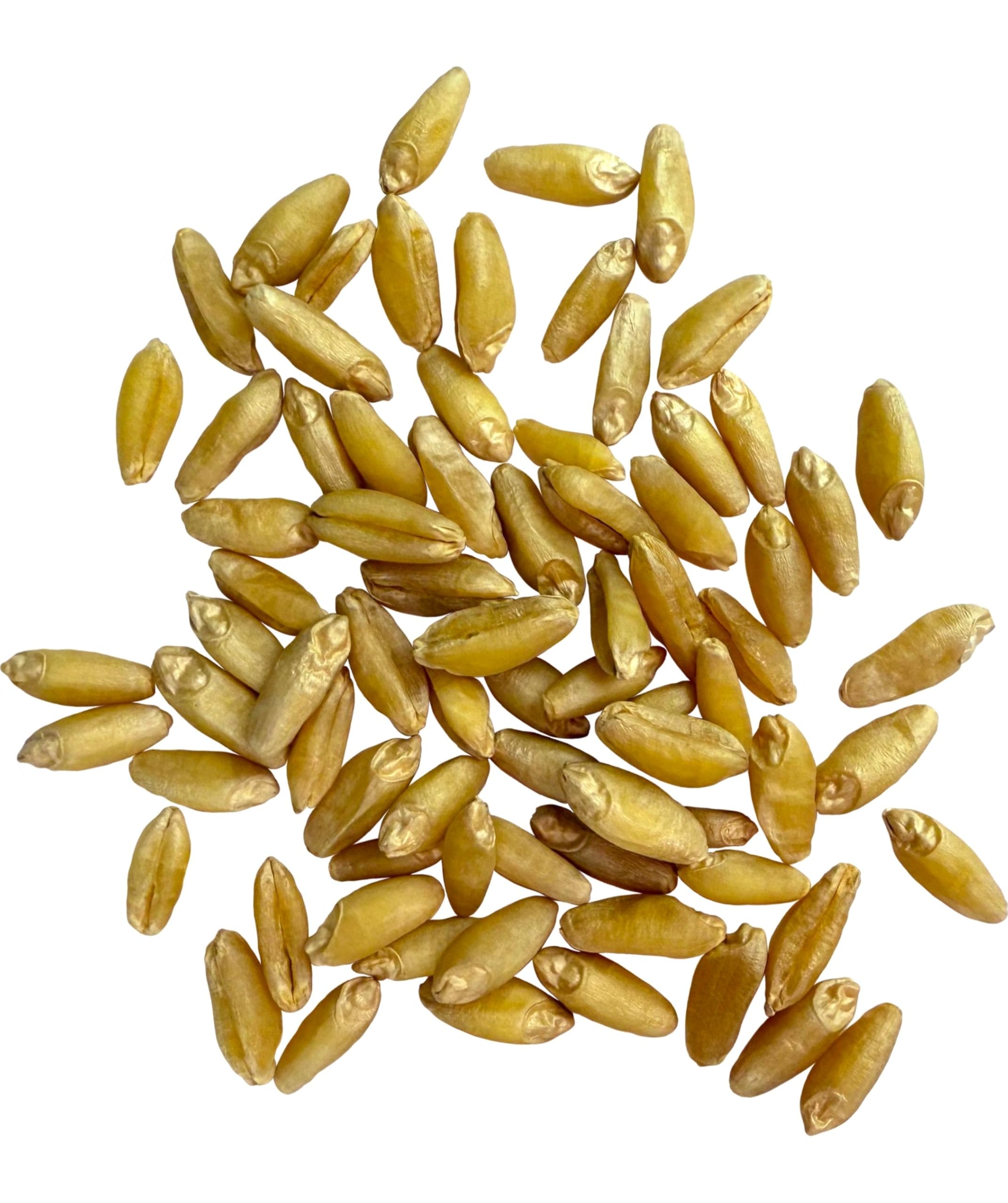 Durum Wheat Berries