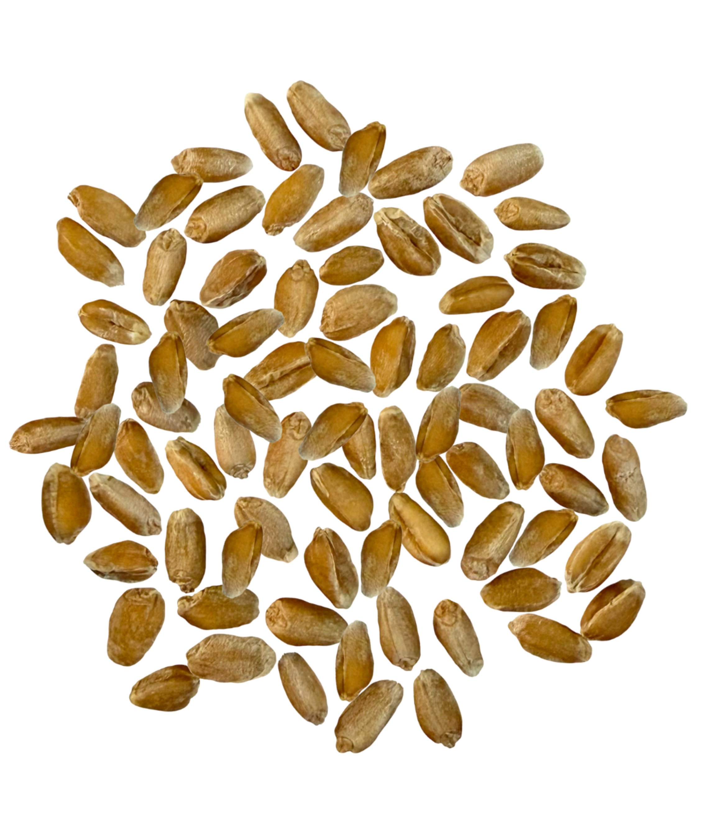 spelt berries