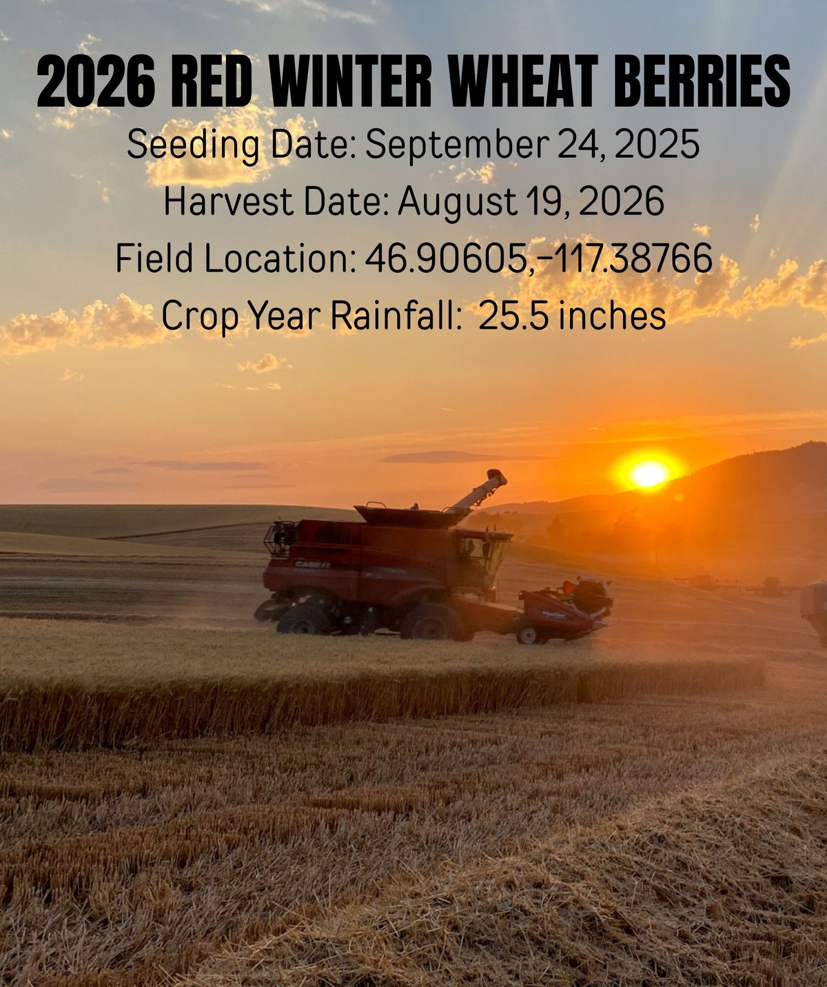 2026 red winter wheat berries field location