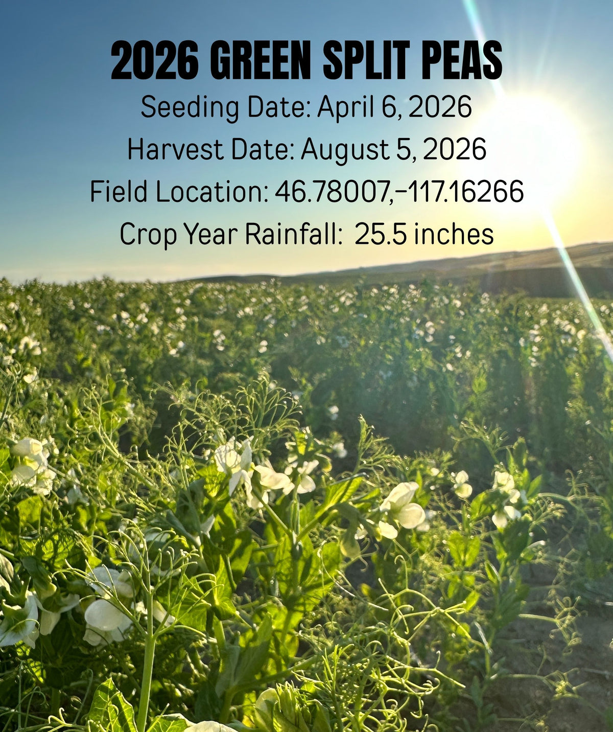 2026 green split peas harvest