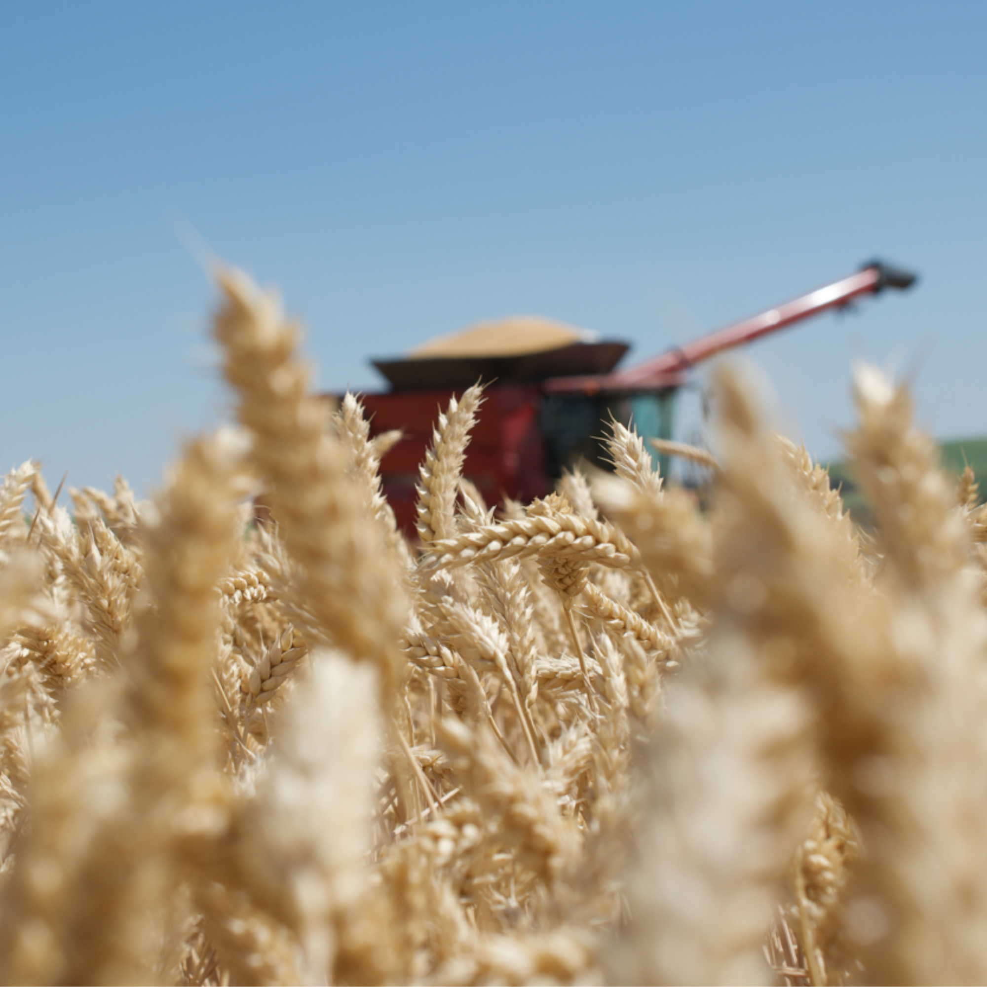 Combine harvesting wheat