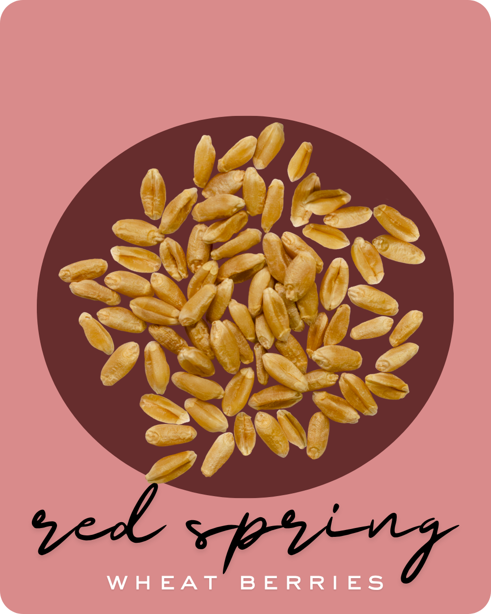red spring wheat berries palouse brand