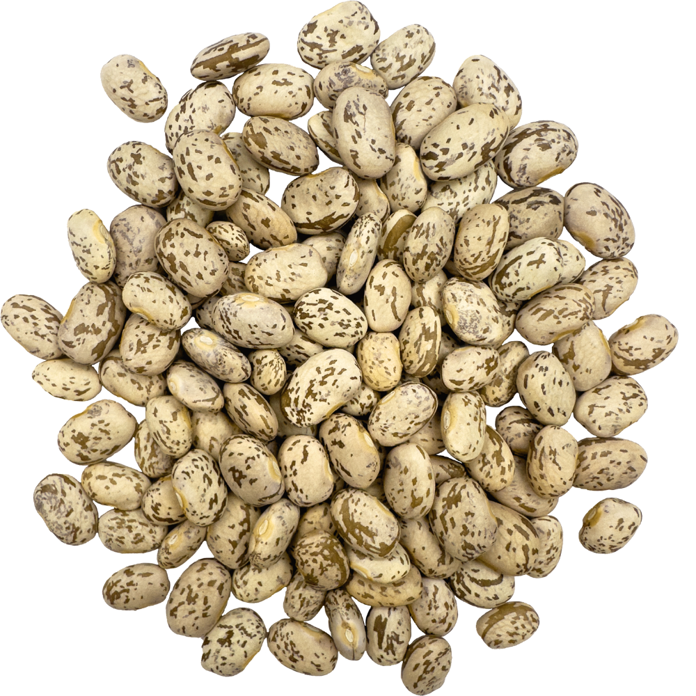 pinto beans