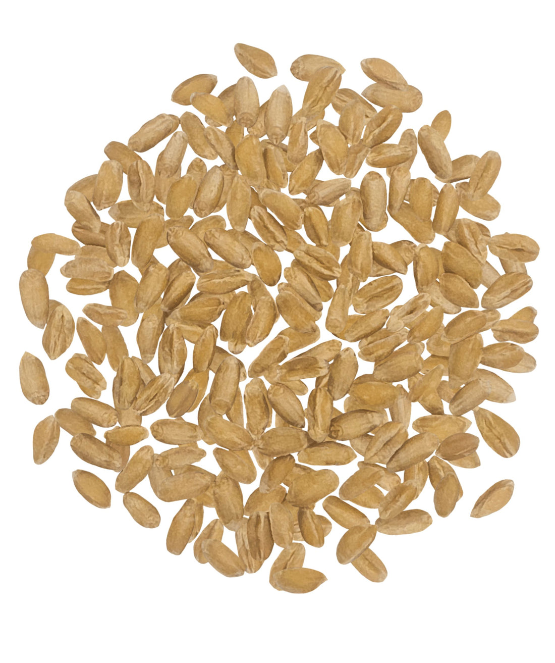 Spelt Wheat Berries
