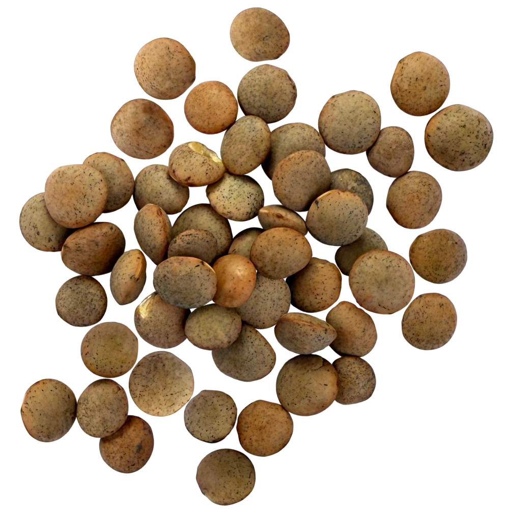 brown lentils dry