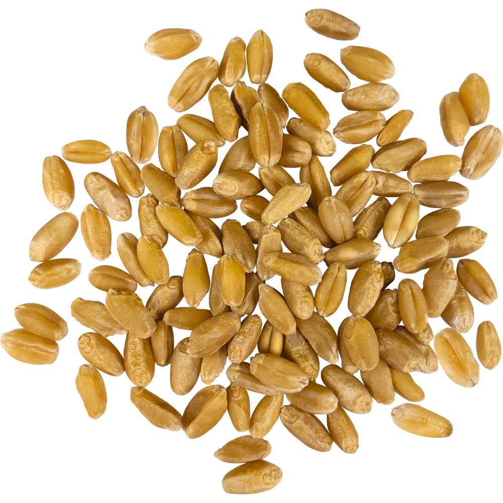 hard white wheat berries