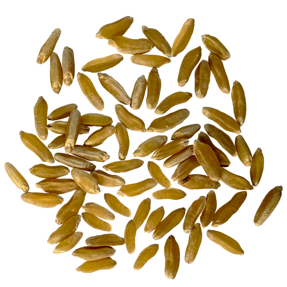 khorasan kamut