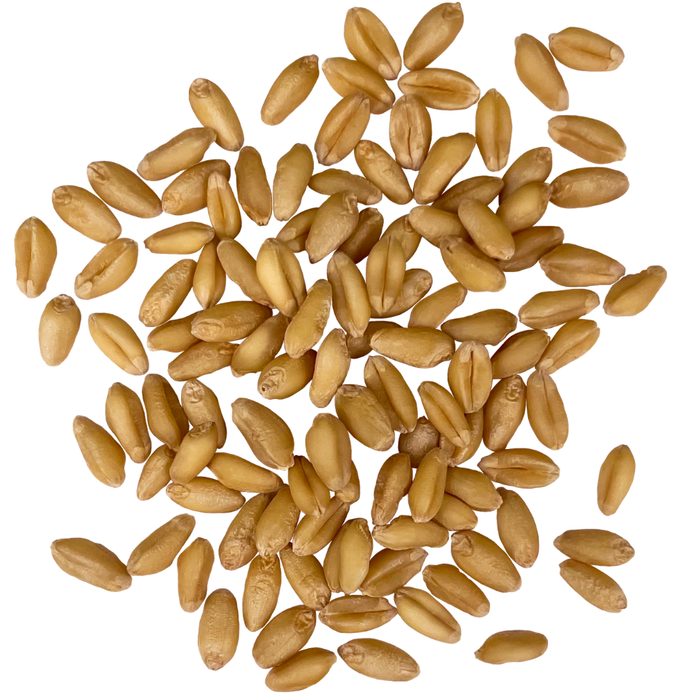 soft white wheat berries