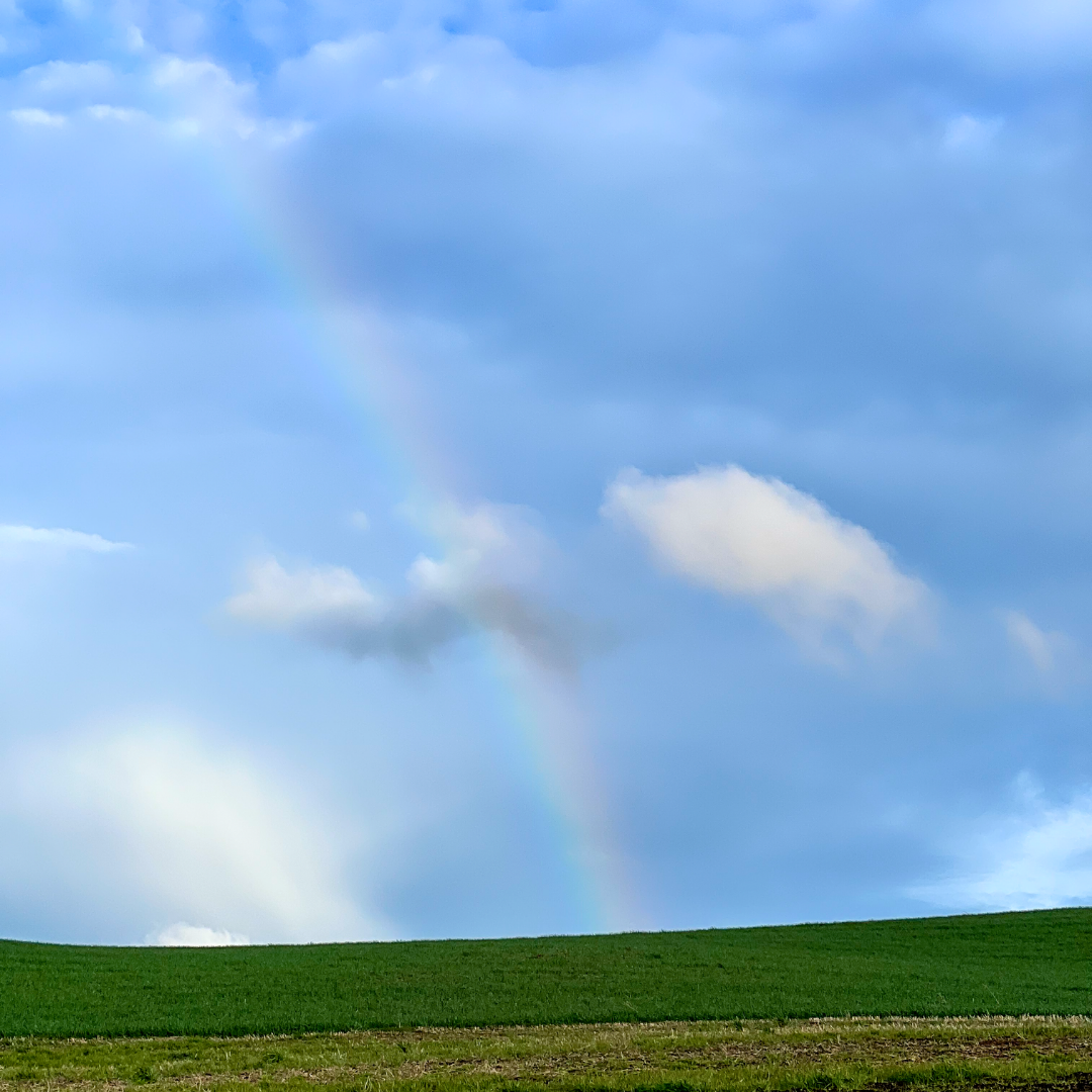 rainbow over a green field