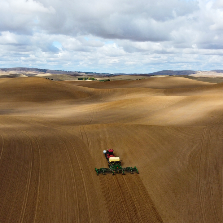 A tractor pulling a seed box and drills plants winter wheat.