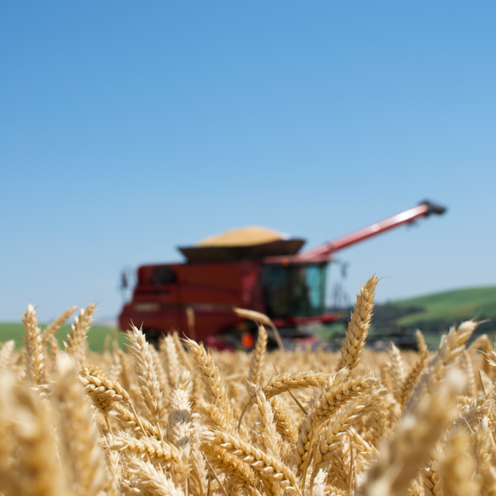 In the foreground is ripe wheat ready for harvest. In the background is a red Case IH combine with a hopper full of grain.