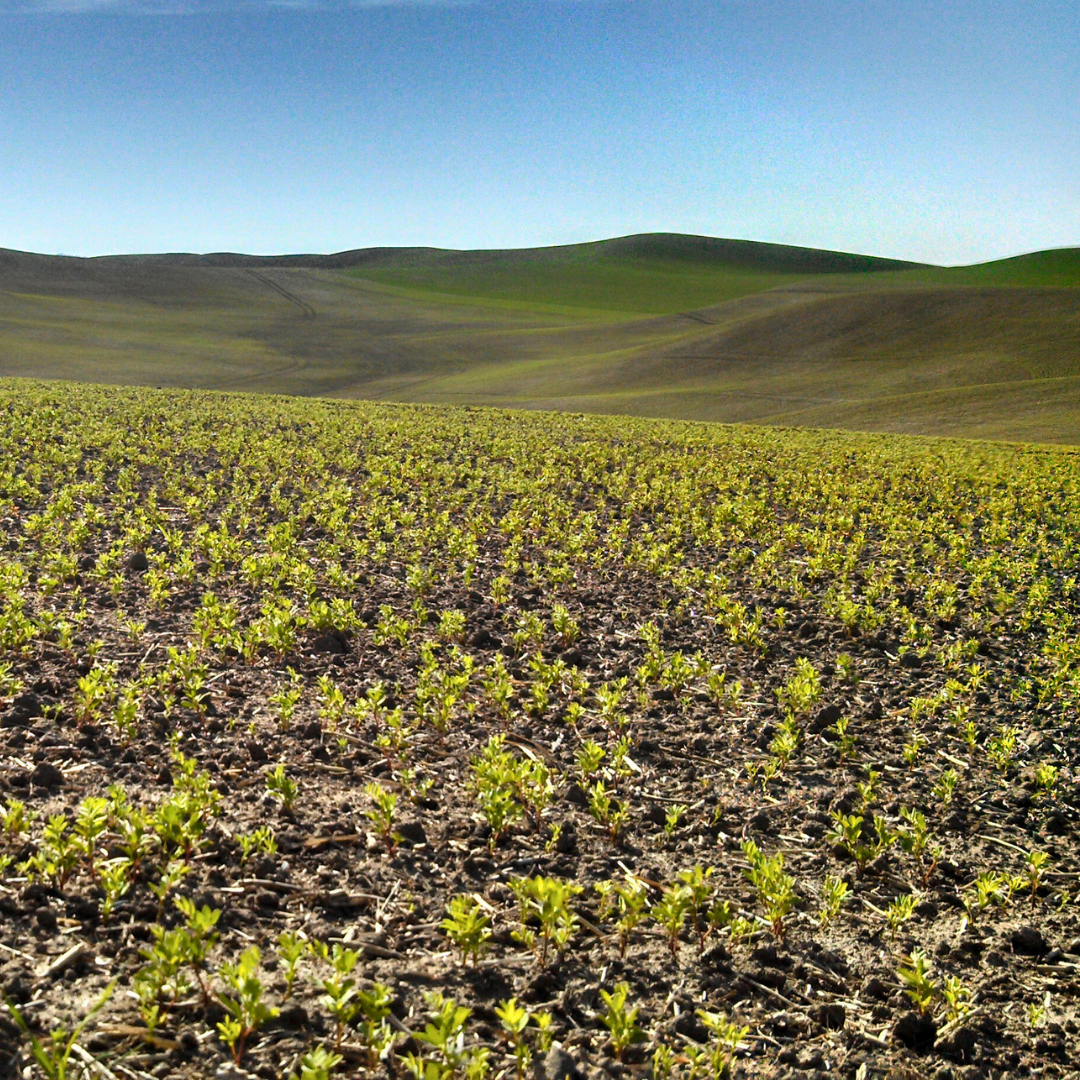 A field of garbanzo bean plants in the springtime in Pullman, Washington.