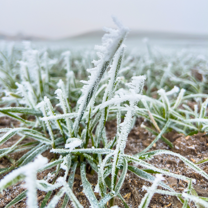 Frost-covered wheat grass