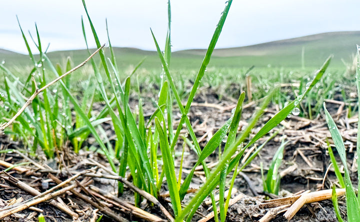 Winter Wheat Field