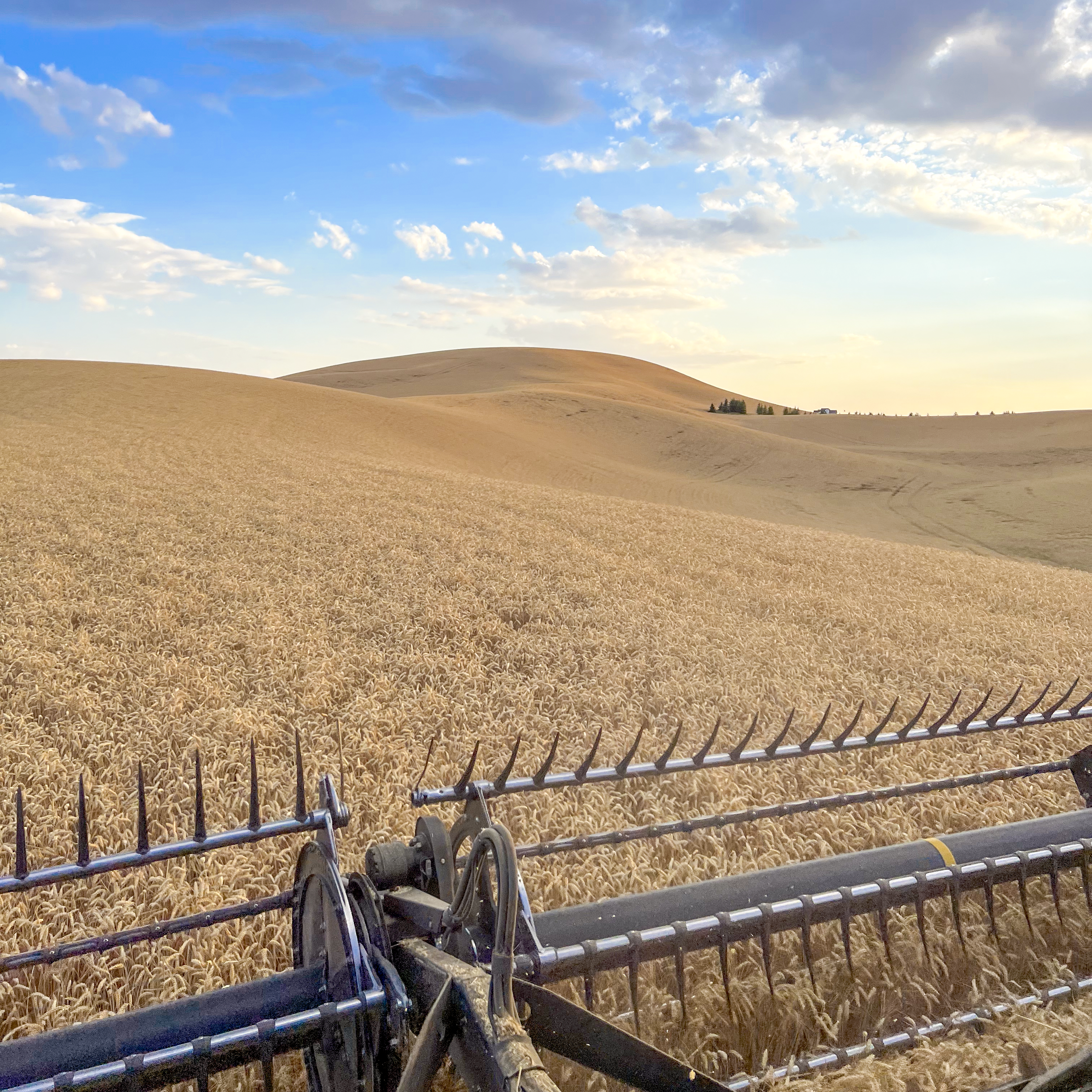 View of a wheat field from inside a combine harvester.