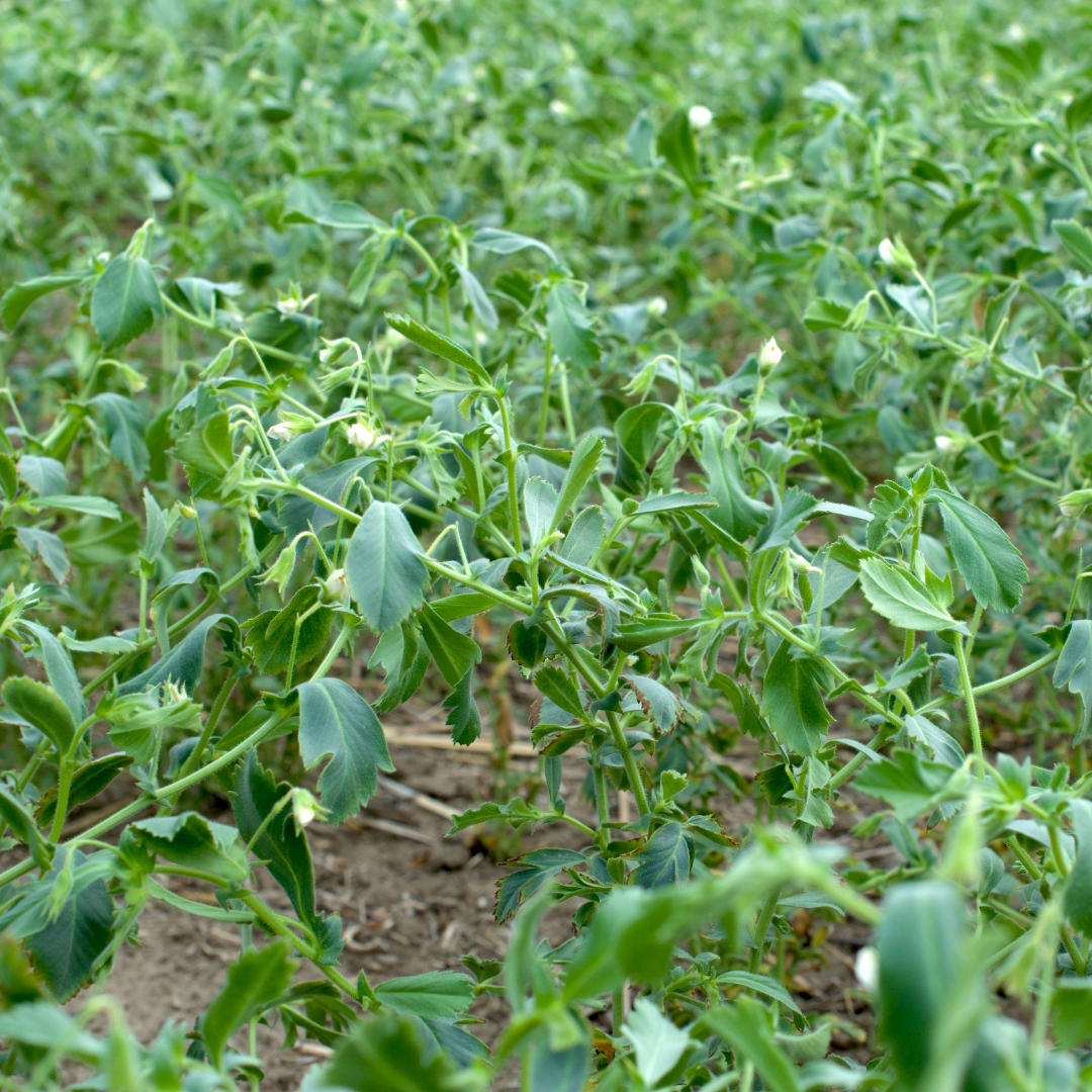 Garbanzo beans chickpeas in bloom