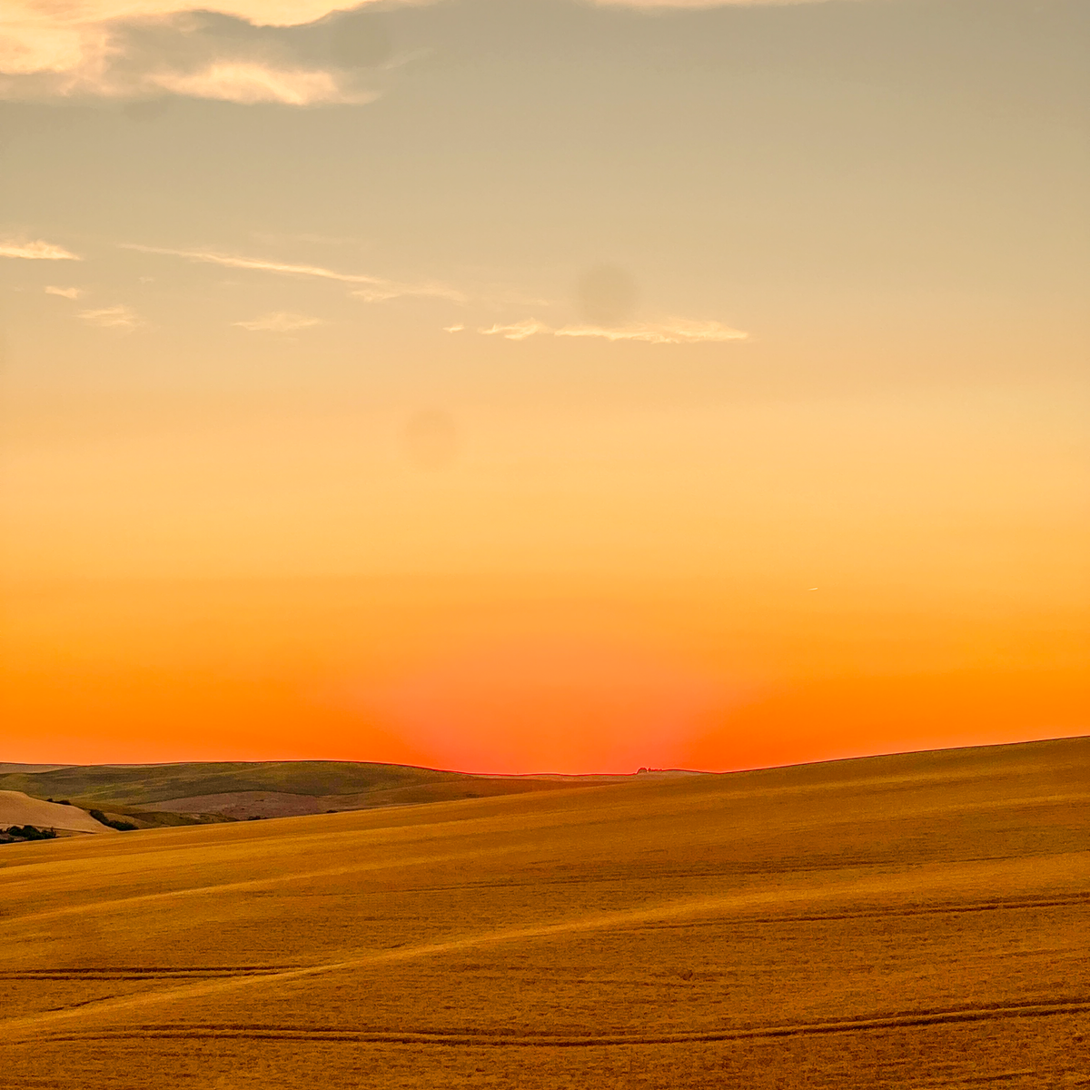 Orange sunset behind a wheat field.