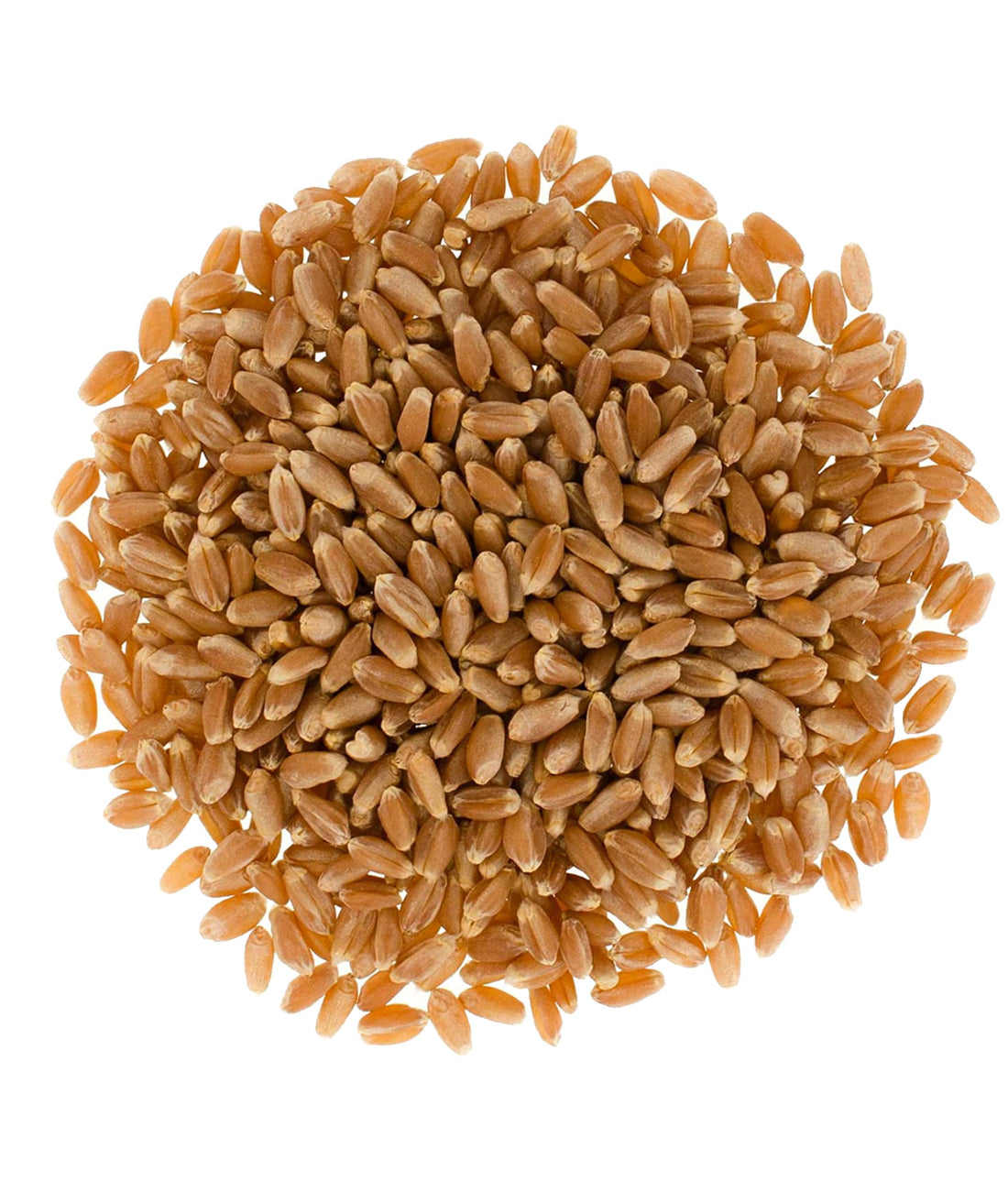 Red Spring Wheat