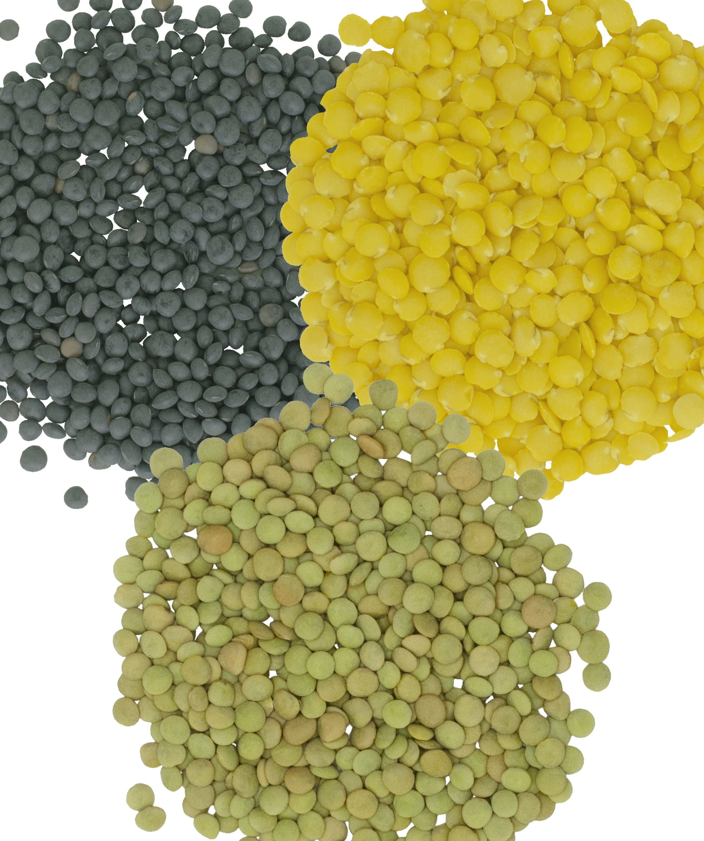 Bulk Dry Lentils