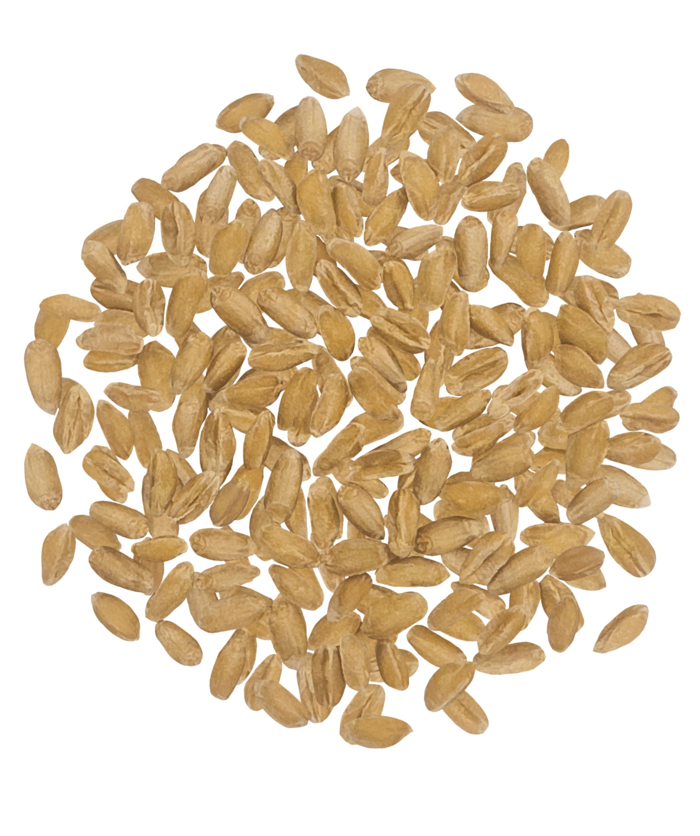 Dry Spelt Berries
