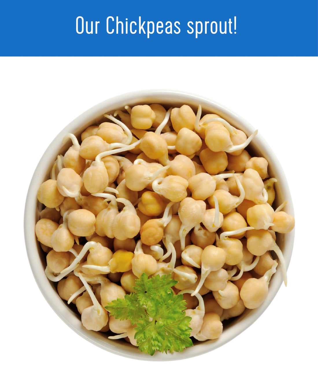 Sprout Chickpeas