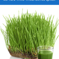 Hard White Wheat Berries | 10 lb (2 × 5 lb) | Certified Glyphosate Residue Free - Value Pack