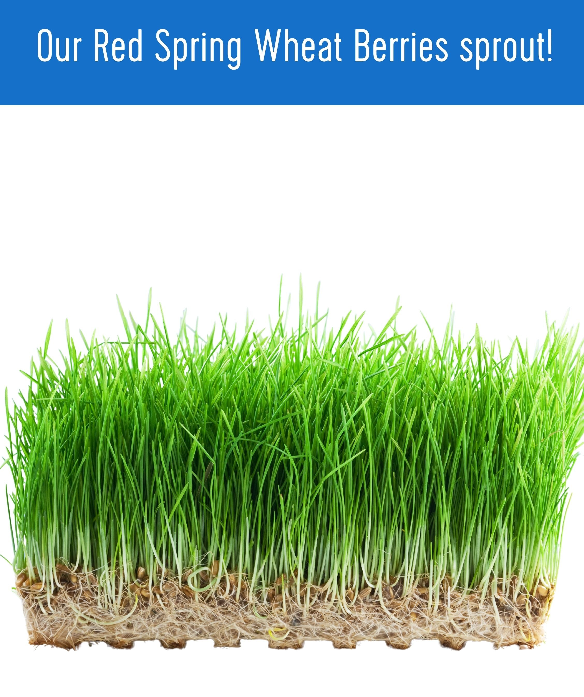 Hard Red Spring Wheat Berries - Value Pack - 36 lb